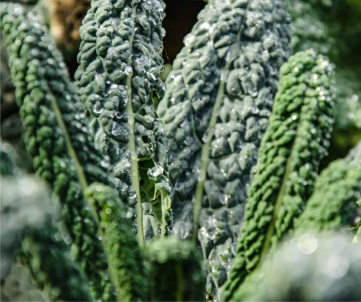 pianta di cavolo nero