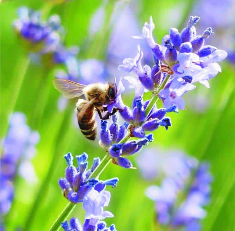 ape sulla spiga di lavanda