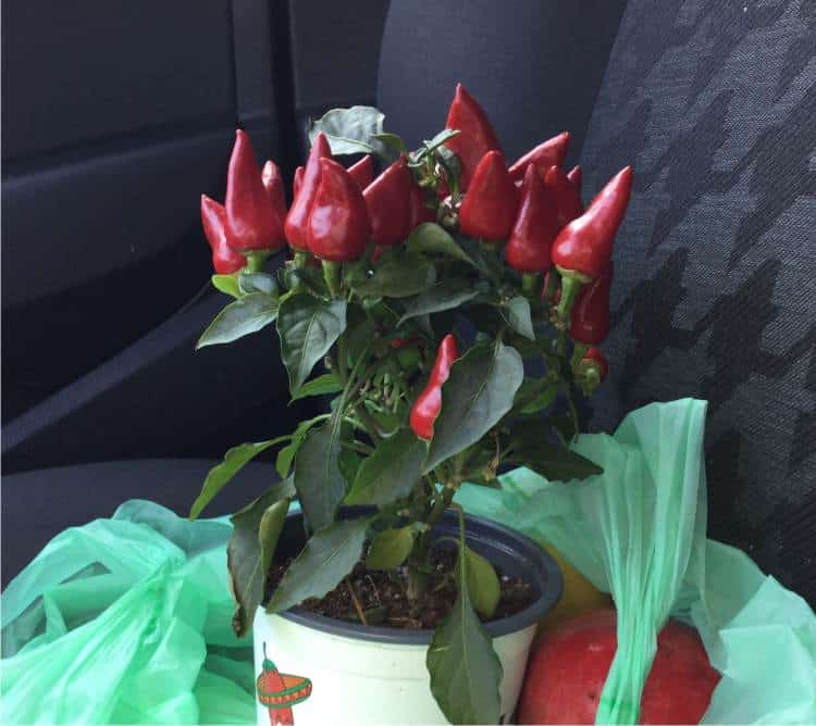 Coltivare il capsicum sombrero