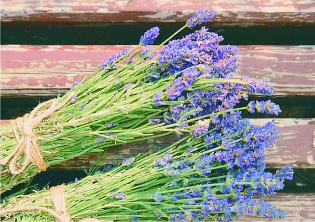 Lavanda Come Coltivare Questa Profumatissima Officinale