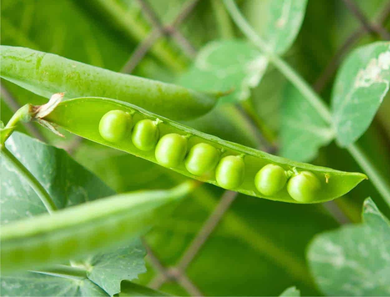 semi di pisello in un baccello