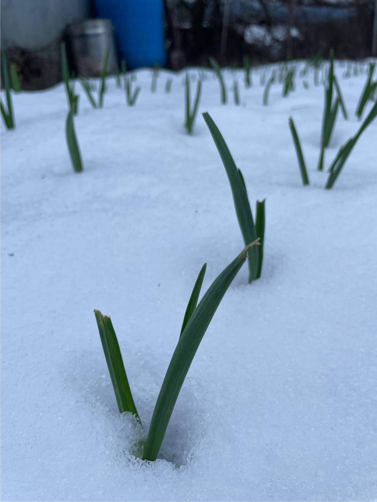 aglio sotto la neve