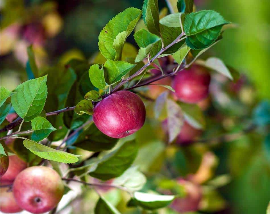 Guida alla coltivazione biologica del melo