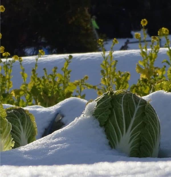 neve nell'orto