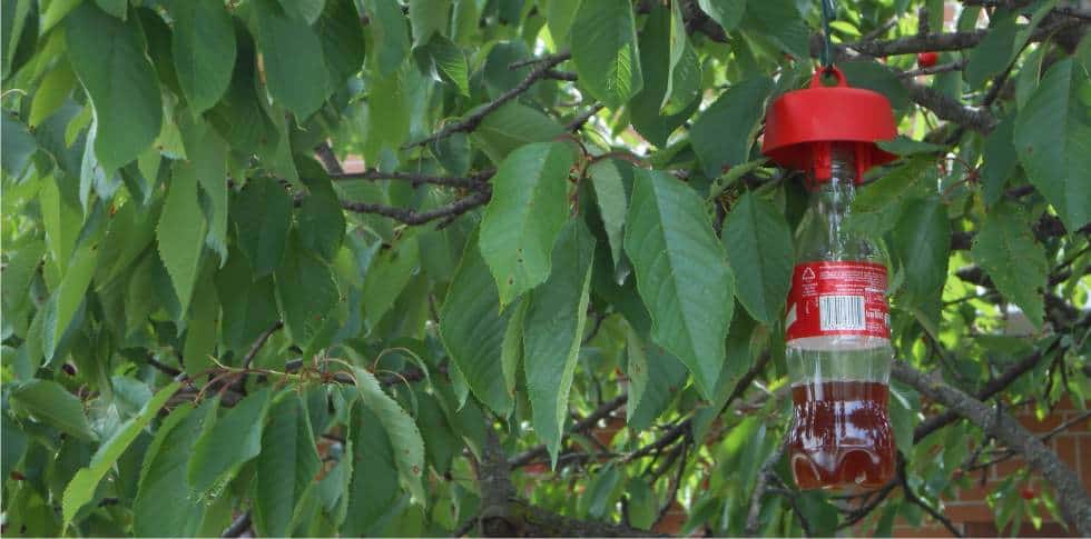 trappola per moscerino della frutta