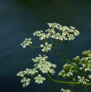 cerfoglio in fiore