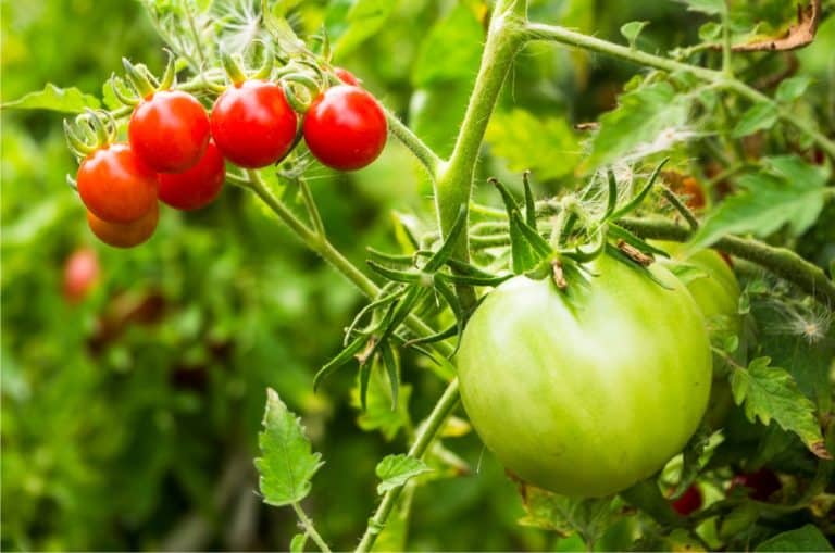 Quanto Vive Una Pianta Di Pomodoro