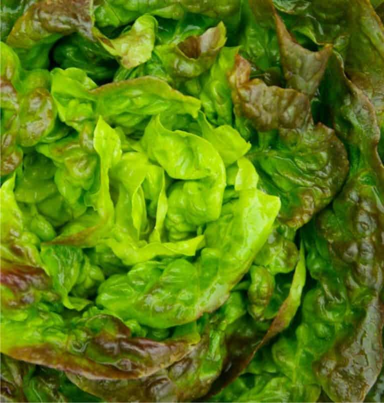 Lattuga canasta caratteristiche e coltivazione