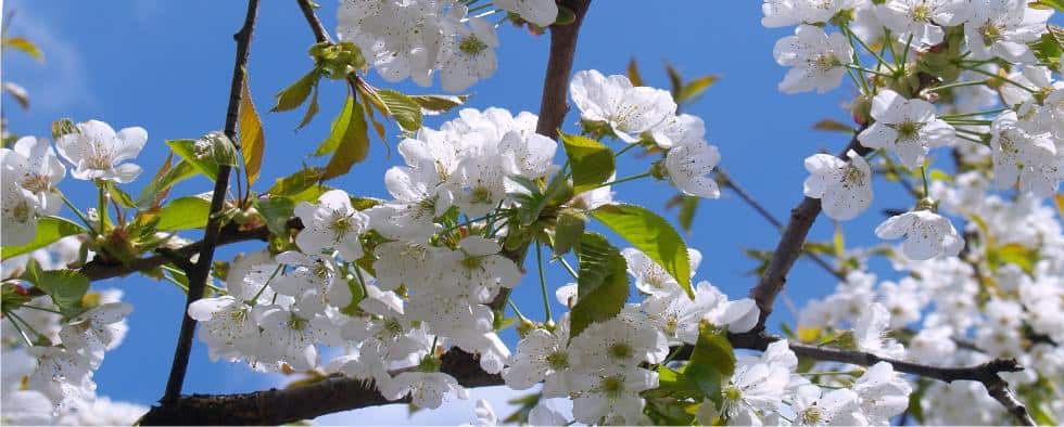 ciliegio in fiore sui rami