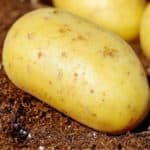 Patate da semina - Denar - varietà molto precoce - 12 pz - – Garden Seeds  Market