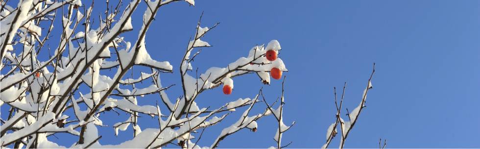 cachi e neve