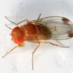 drosophila suzukii, il moscerino della frutta