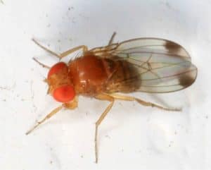 drosophila suzukii, il moscerino della frutta