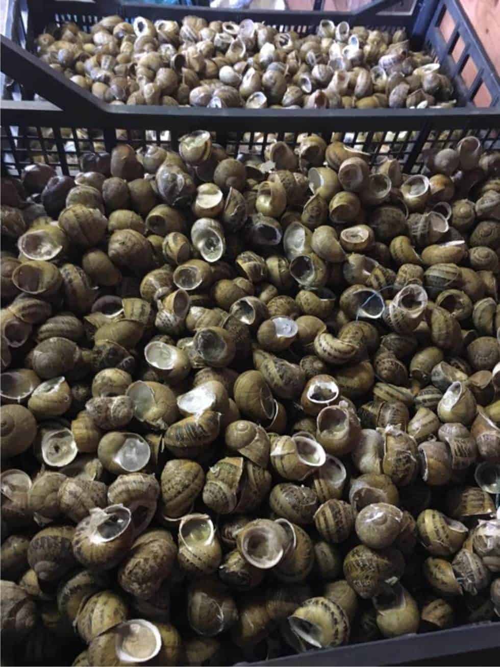 Come Spurgare Le Lumache Da Mangiare