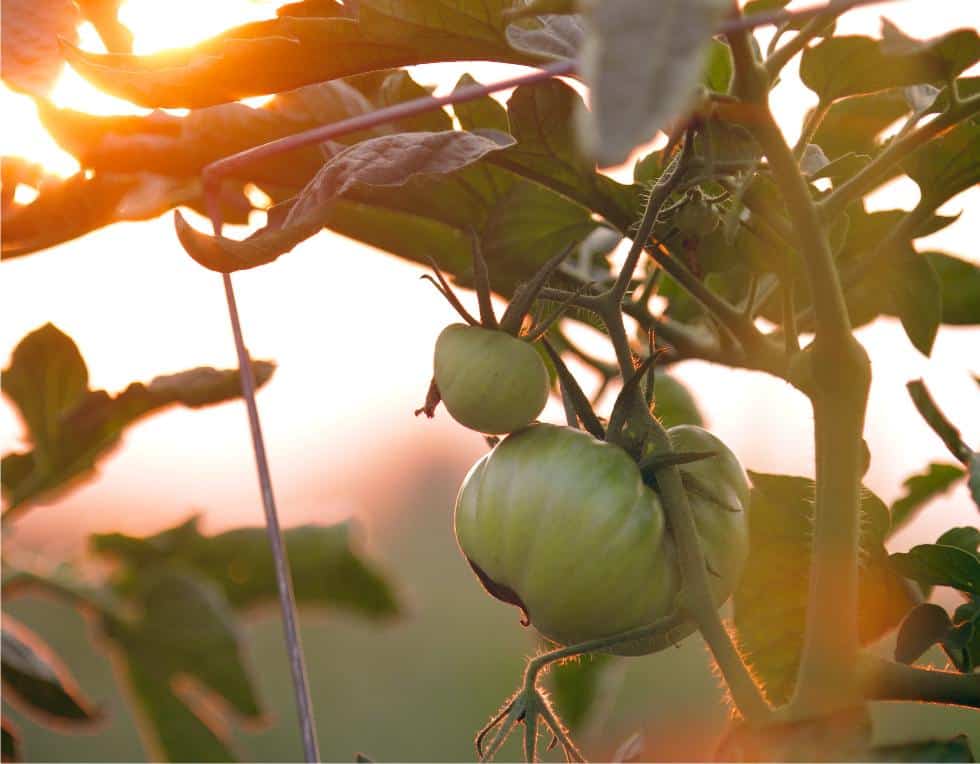 pianta di pomodori