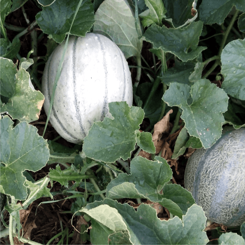 Come e quando seminare il melone
