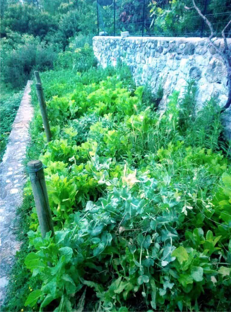Orto tra le erbacce esperimento di agricoltura naturale
