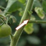 La sfemminellatura o scacchiatura dei pomodori: come farla
