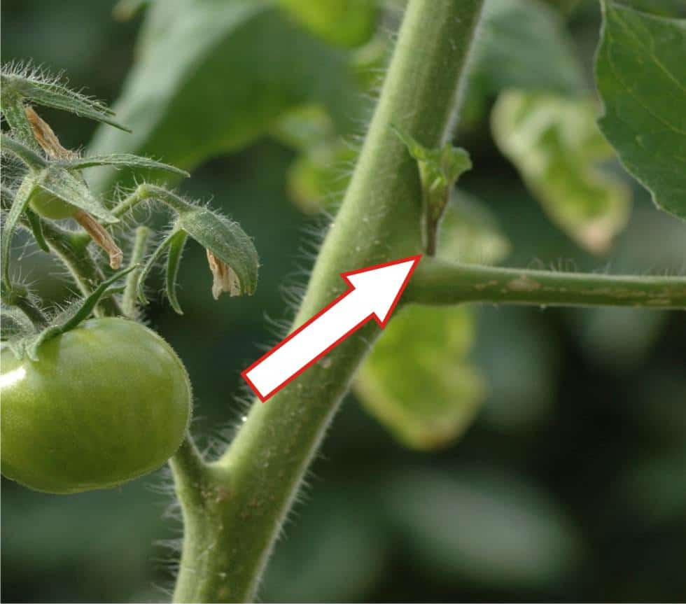 piccola femminella di pomodoro