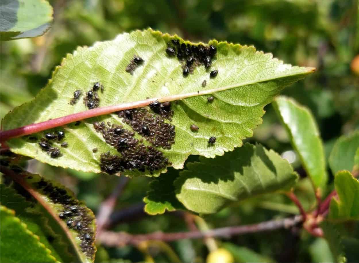 afide nero del ciliegio