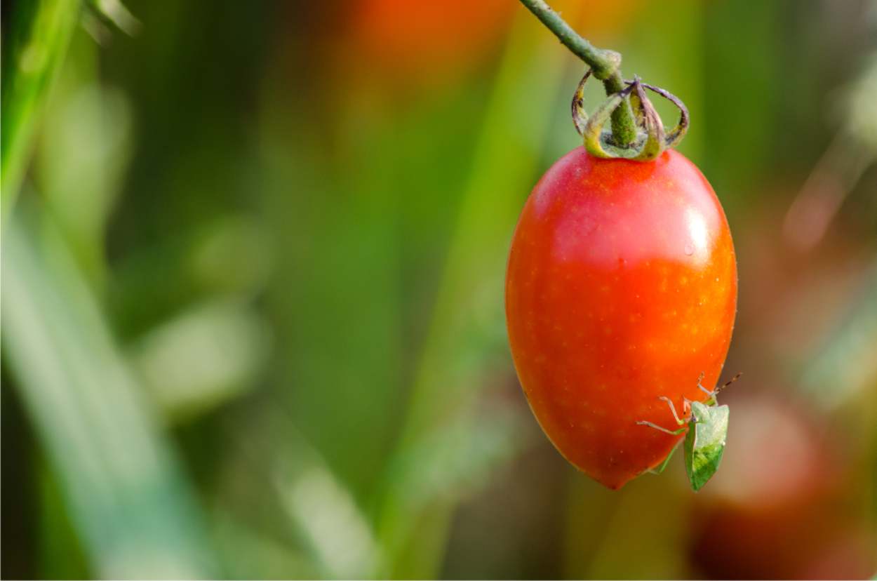 cimice pomodoro