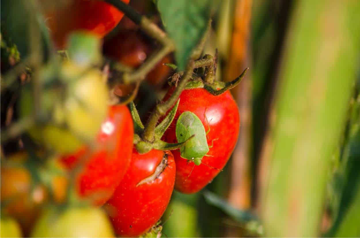 cimice verde sui pomodori