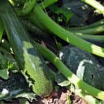 Le malattie delle zucchine: prevenzione e cura