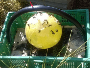 trappola cromotropica e luminosa a sfera