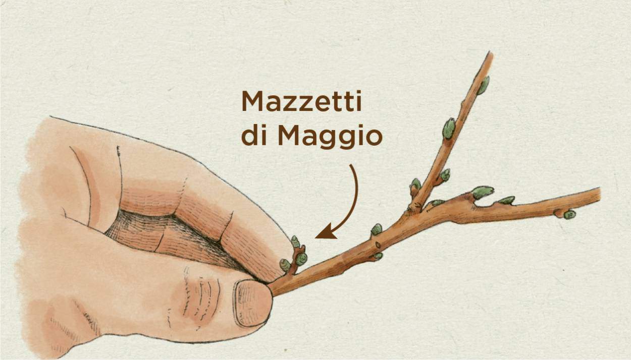 mazzetti di maggio