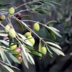 Gli insetti che attaccano l'olivo