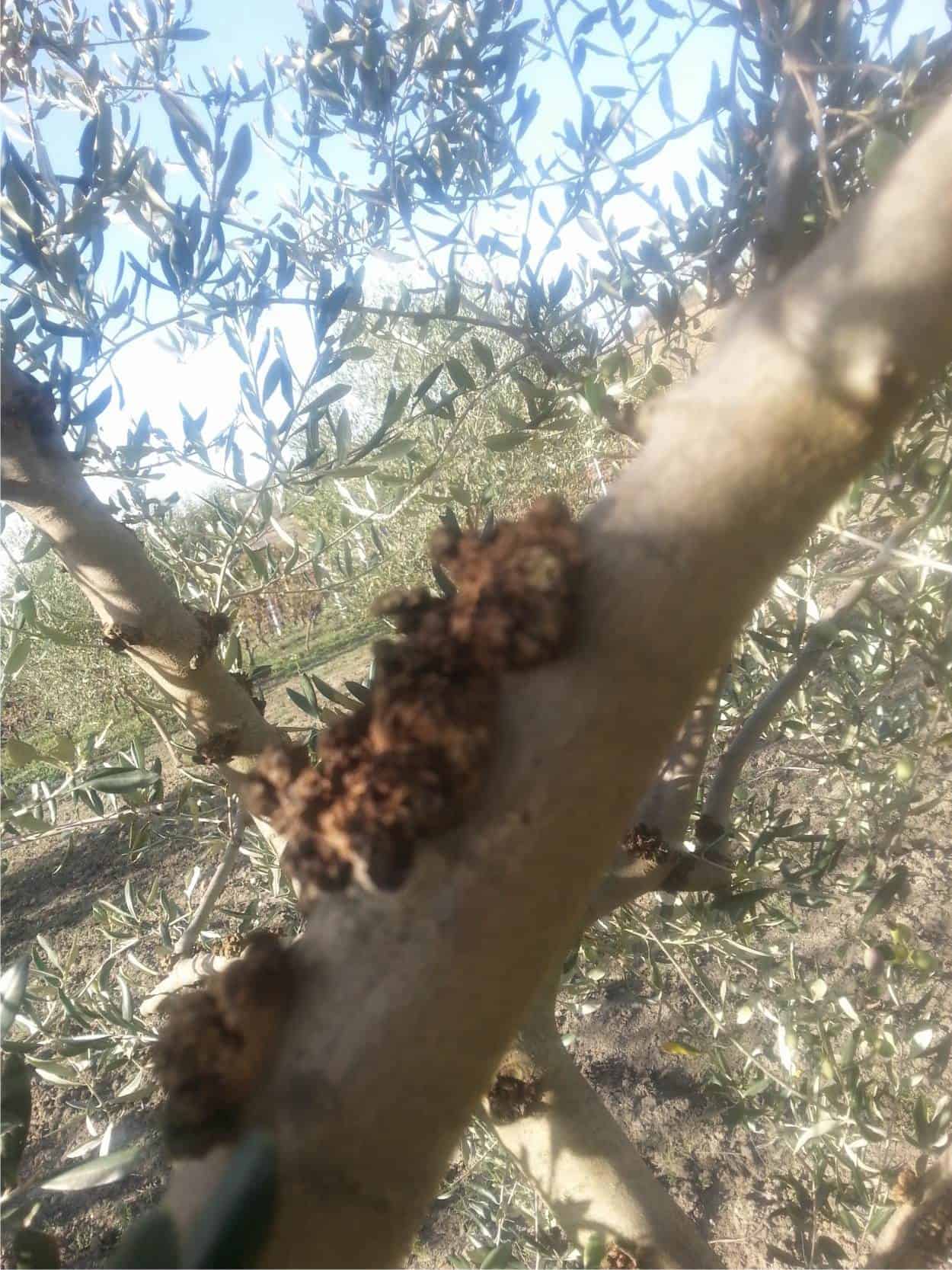 La rogna dell'olivo: diagnosi, prevenzione, cura biologica