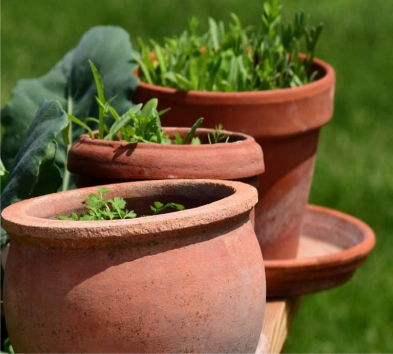 Kit Prezzemolo Riccio Click & Grow - 3 Capsule Per Orto Indoor - Foto 3