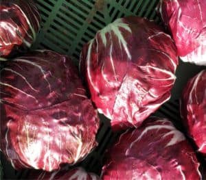 la raccolta del radicchio