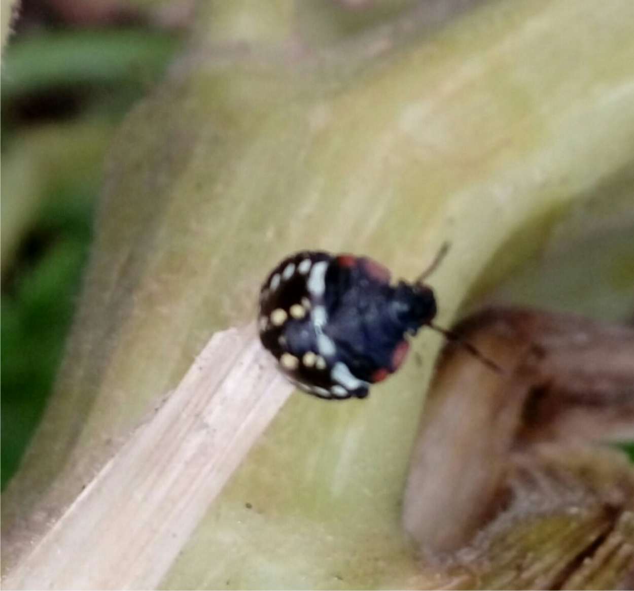 Cimici Difendere Orto E Frutteto Da Cimice Asiatica E Verde