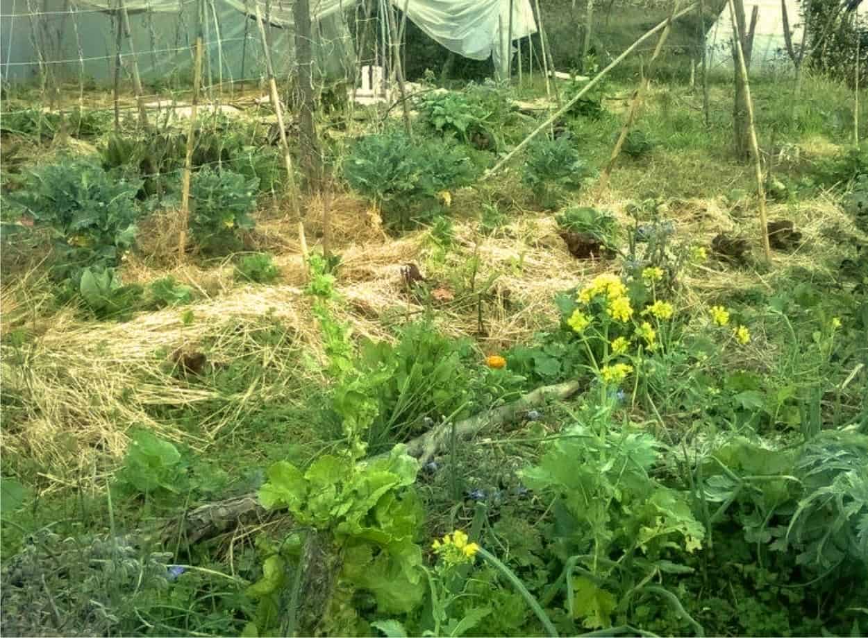 Coltivare Senza Arare Dai Nativi Americani Alla Permacultura