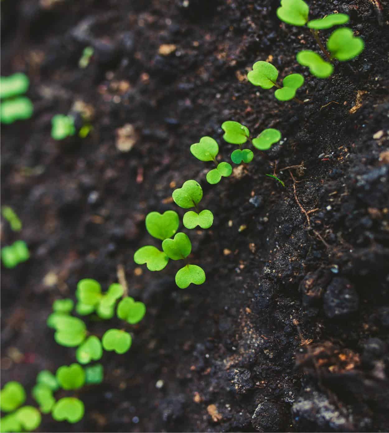 fila di rucola