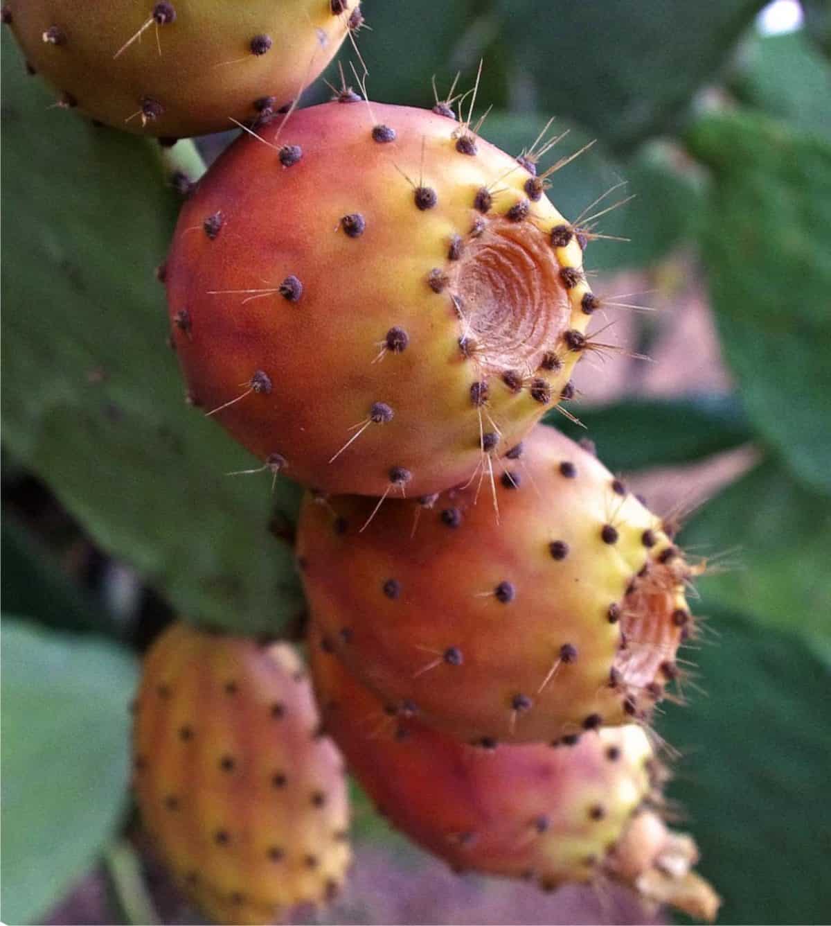 Fico d'India caratteristiche e coltivazione Fico d'India caratteristiche e coltivazione