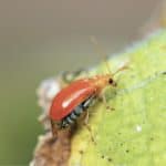 Tripidi: piccoli insetti dannosi per le piante