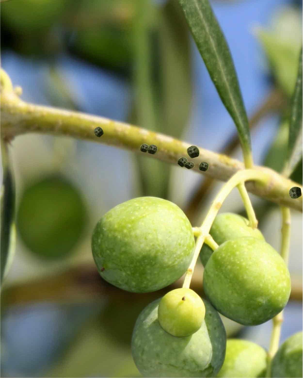 Cocciniglia Mezzo Grano Di Pepe Danni E Rimedi Odc