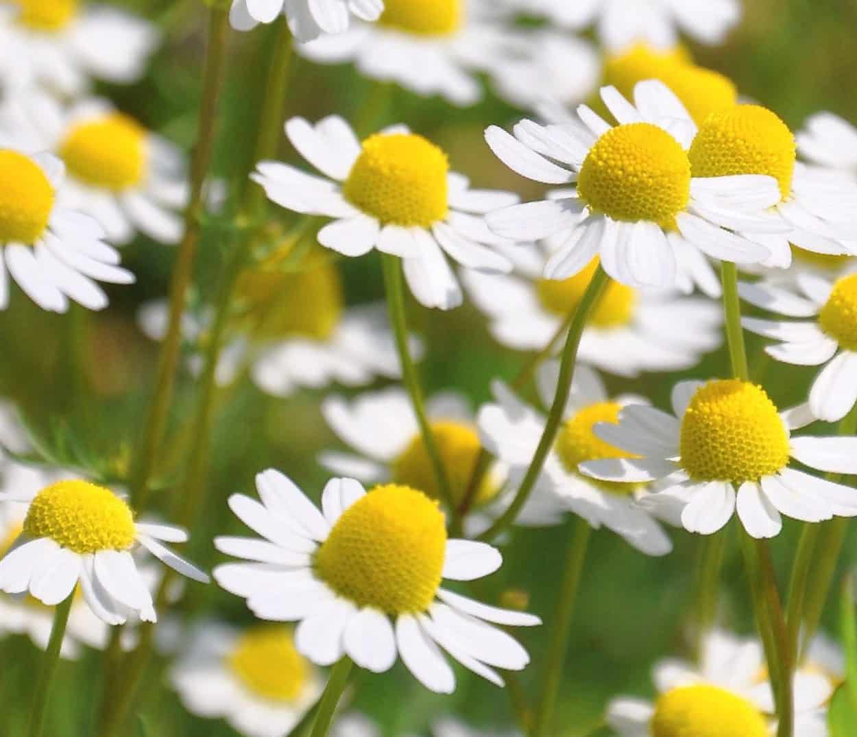 Pianta di camomilla: coltivazione e caratteristiche