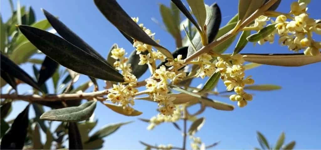 periodo adatto alla mosca e fioritura