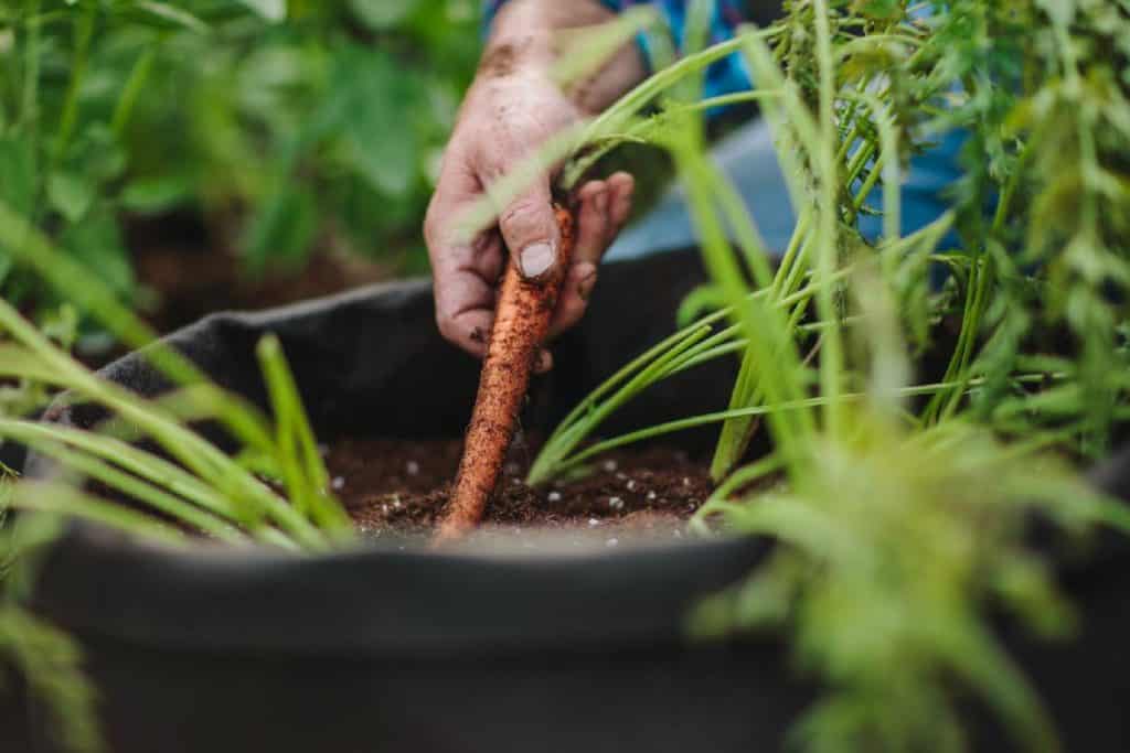 raccolto di una carota in vaso