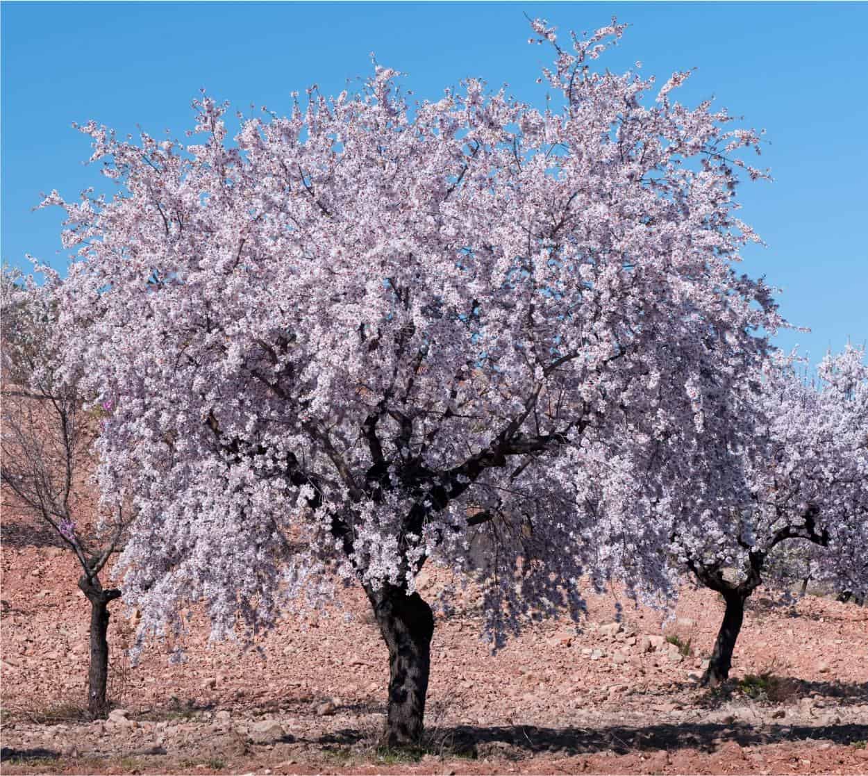 Il mandorlo: coltivazione e caratteristiche dell'albero | OdC