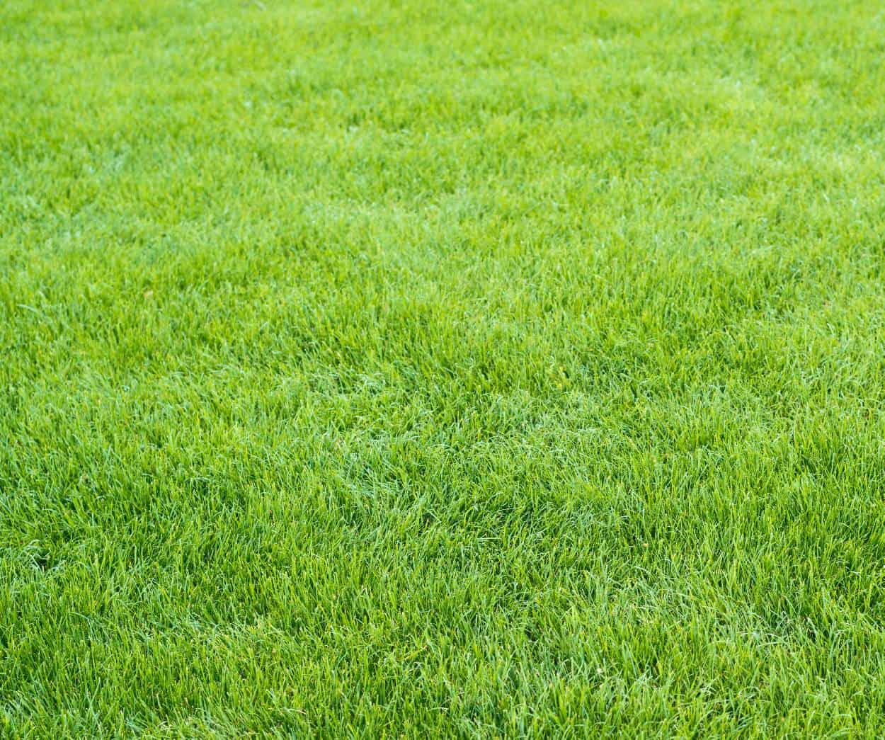 26 Best Free Grass Textures