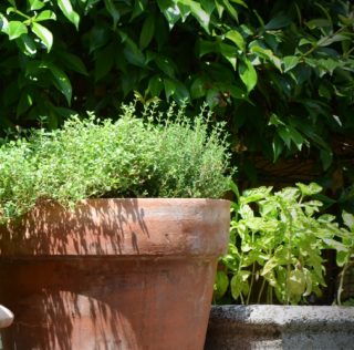 timo coltivato sul balcone