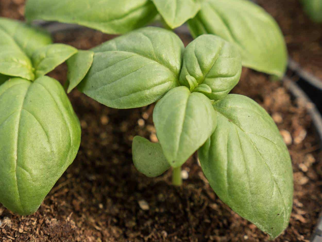 basilico nel terreno humus