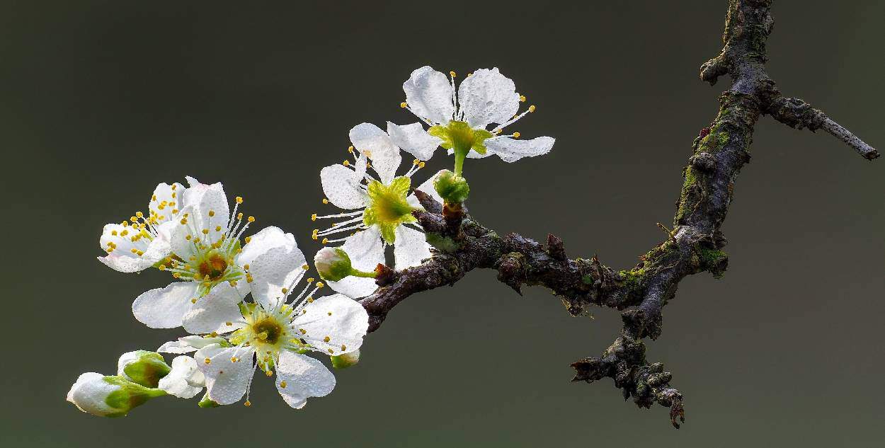 ramo di prugno con fiori