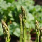 Insetti dannosi agli asparagi: come difenderli
