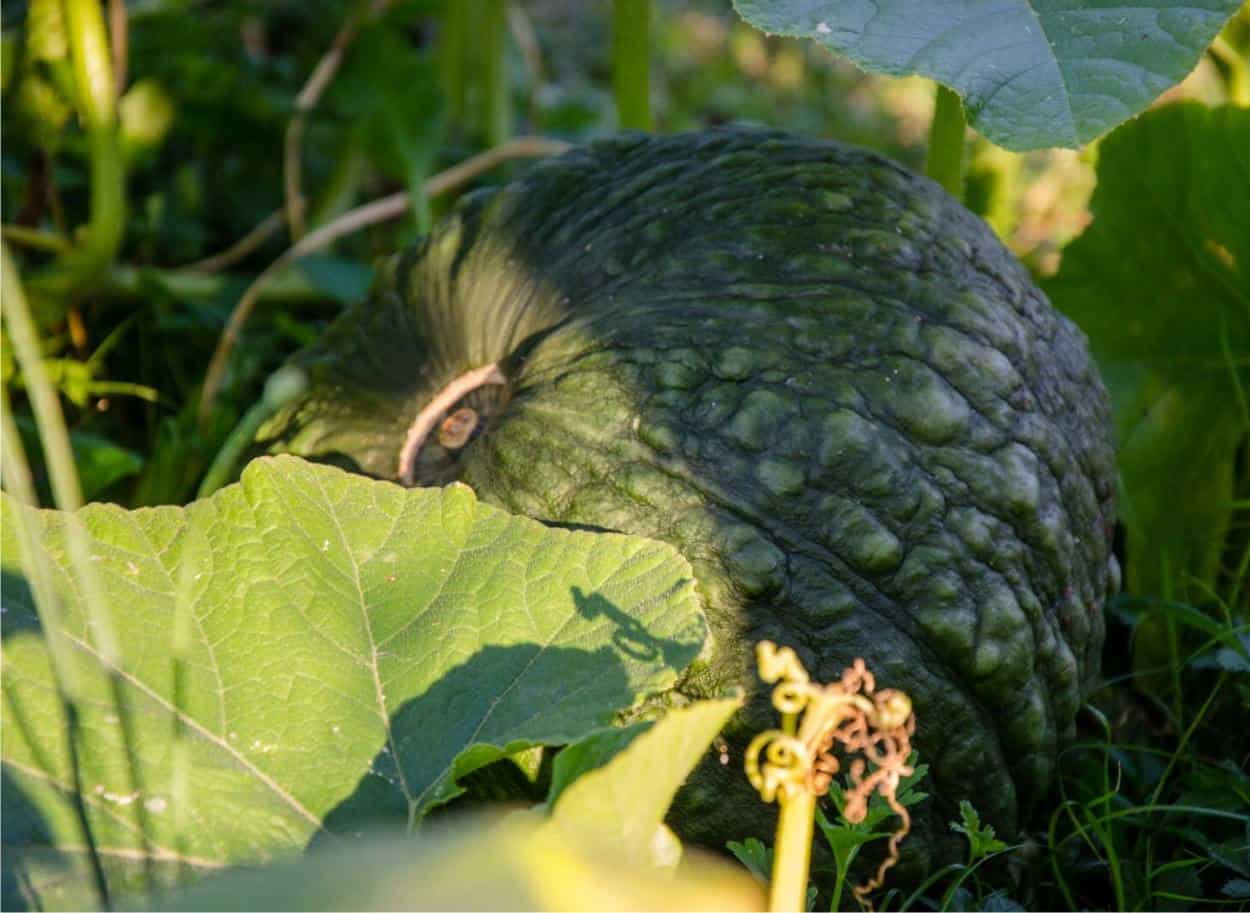 zucca concimata