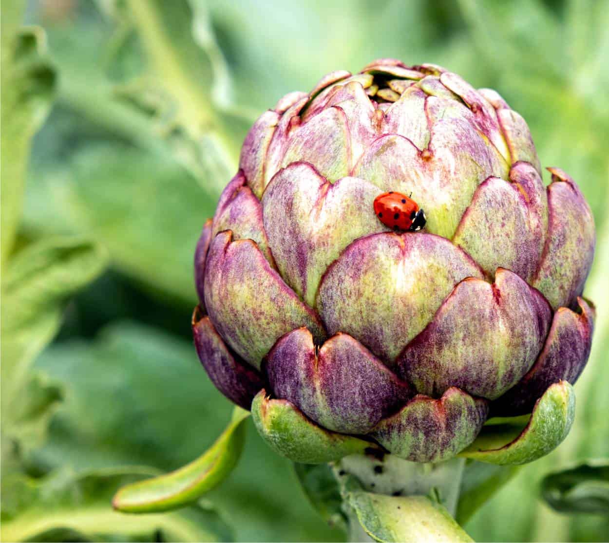 coccinella sul carciofo